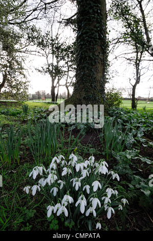 Galanthus nivalis bucaneve ammassarsi fiori sotto tree snowdrop inverno closeup ritratti vegetali altamont giardini giardino carlow Foto Stock