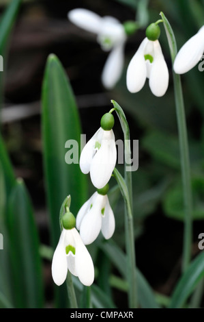 galanthus plicatus snowdrops bulbs February white flowers winter plant portraits close-ups petals markings Foto Stock
