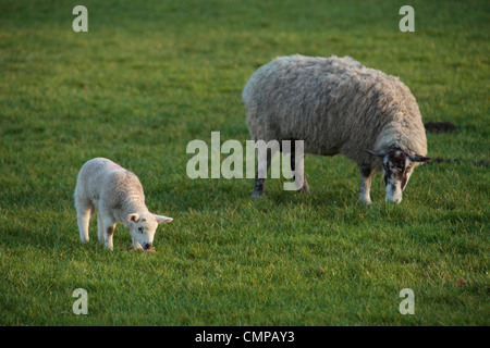 Una pecora e il suo lamb in un campo di Nidderdale, Yorkshire Foto Stock