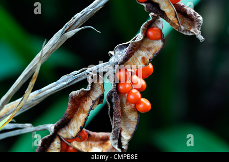 Iris foetidissima gladwyn puzzolente arancio brillante bacche mirtilli di bosco pod seedheads aperto semi frutti autunnali di autunno Foto Stock