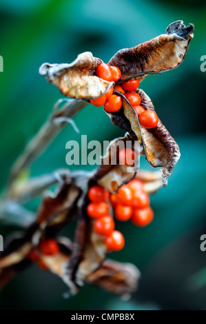 Iris foetidissima gladwyn puzzolente arancio brillante bacche mirtilli di bosco pod seedheads aperto semi frutti autunnali di autunno Foto Stock