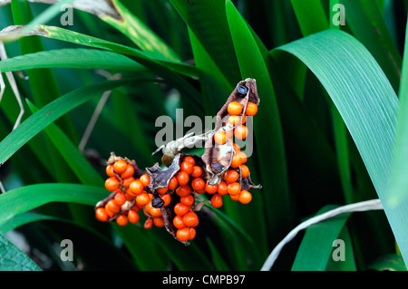 Iris foetidissima gladwyn puzzolente arancio brillante bacche mirtilli di bosco pod seedheads aperto semi frutti autunnali di autunno Foto Stock