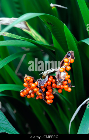 Iris foetidissima gladwyn puzzolente arancio brillante bacche mirtilli di bosco pod seedheads aperto semi frutti autunnali di autunno Foto Stock