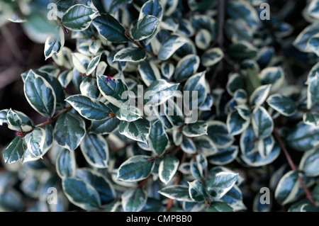 Luma apiculata glanleam oro ritratti pianta verde giallo variegato fogliame foglie sempreverdi arbusti leaf Foto Stock