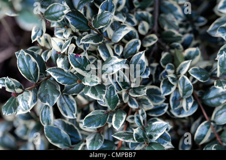 Luma apiculata glanleam oro ritratti pianta verde giallo variegato fogliame foglie sempreverdi arbusti leaf Foto Stock