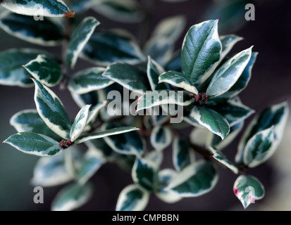 Luma apiculata glanleam oro ritratti pianta verde giallo variegato fogliame foglie sempreverdi arbusti leaf Foto Stock