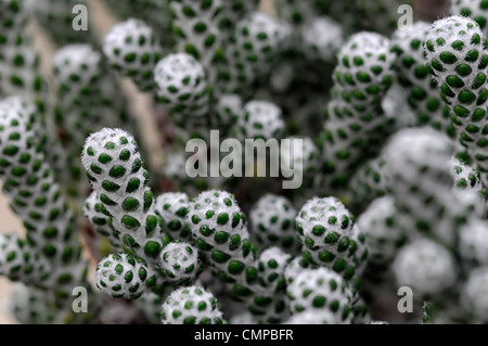 Ozothamnus coralloides agm sempreverdi arbusti sempreverdi impianto ritratti closeup messa a fuoco selettiva verde grigio argento foglie fogliame Foto Stock