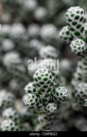 Ozothamnus coralloides agm sempreverdi arbusti sempreverdi impianto ritratti closeup messa a fuoco selettiva verde grigio argento foglie fogliame Foto Stock