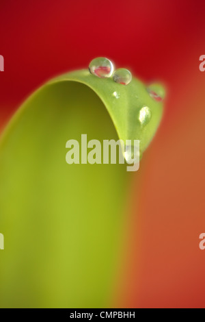 Soft focus closeup di rosso tulipano in primavera con gocce di rugiada su foglie Foto Stock