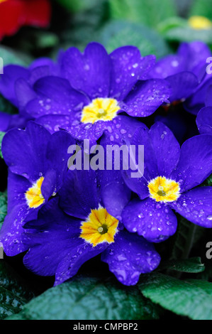 Primula crescendo blu gruppo polyanthus approfondimento vicino ups fiori blu fioritura fiorisce blossoms Yellow eye lettiera annuari spr Foto Stock