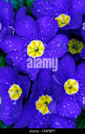 Primula crescendo blu gruppo polyanthus approfondimento vicino ups fiori blu fioritura fiorisce blossoms Yellow eye lettiera annuari spr Foto Stock