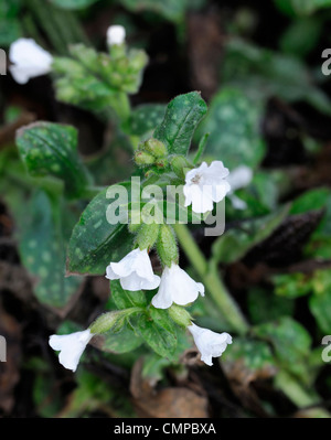 Officinalis Pulmonaria Sissinghurst White AGM blumi fiorisce a fioritura primaverile closeup piante perenni verde fogliame maculato lungwort Foto Stock