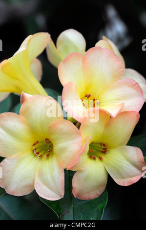 Rhododendron vireya toff giallo arancione fiori fioriscono blossom close up vireya fragrante hybrid Foto Stock
