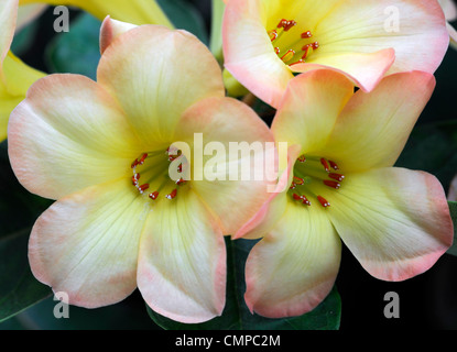 Rhododendron vireya toff giallo arancione fiori fioriscono blossom close up vireya fragrante hybrid Foto Stock
