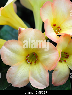 Rhododendron vireya toff giallo arancione fiori fioriscono blossom close up vireya fragrante hybrid Foto Stock