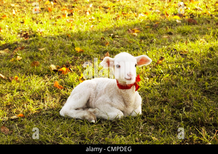 Piccolo agnello in appoggio sull'erba Foto Stock