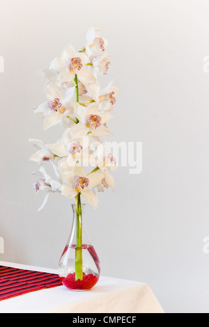 Vaso in vetro con fiori di Cymbidium e sfondo bianco Foto Stock