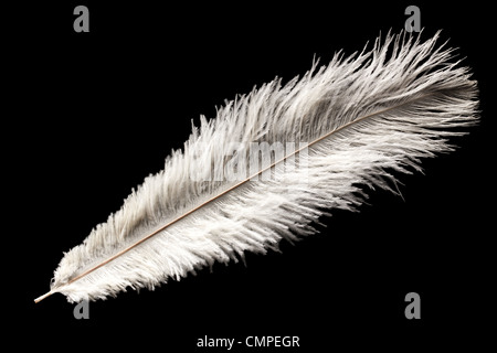 Bianco di piume di struzzo su nero Foto Stock
