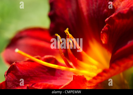 Vista ravvicinata di deep red giglio di giorno o Hemerocallis in fiore nel giardino in estate Foto Stock