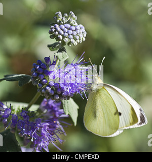 Farfalla bianca di grandi dimensioni o Sarcococca Brassicae in estate su Caryopteris clandonensis "celeste" chiamato anche Barbablù Foto Stock