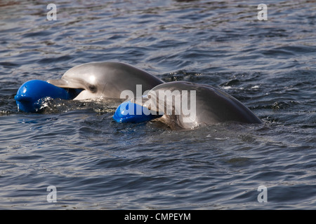 Due delfini a naso di bottiglia o Tursiops truncatus divertirsi giocando in acqua Foto Stock