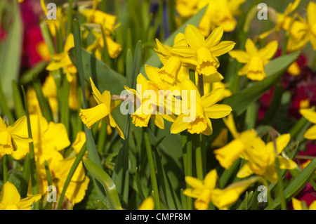 Narcisi Foto Stock