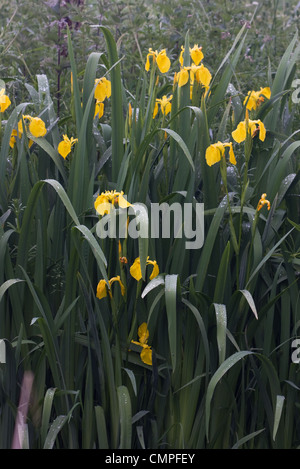 Iridi gialli, noto anche come bandiera gialla (Iris pseudacorus) Foto Stock