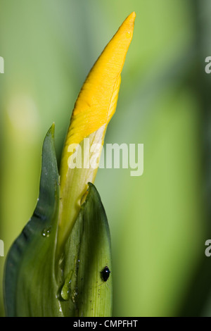 Bud di Iris gialla, noto anche come bandiera gialla (Iris pseudacorus) con gocce di acqua e di un piccolo insetto. Foto Stock