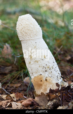 Stinkhorn comune (Phallus impudicus), un toadstool con un odore unpeasant. Foto Stock