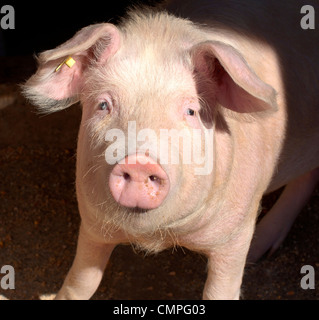 Ritratto del maiale Foto Stock