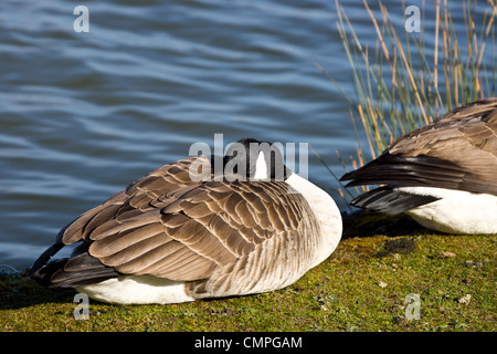 Un Canada Goose dormire sul lato del lago Foto Stock