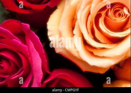 Rosso, giallo e rosa rose affastellati assieme close-up bouquet Foto Stock