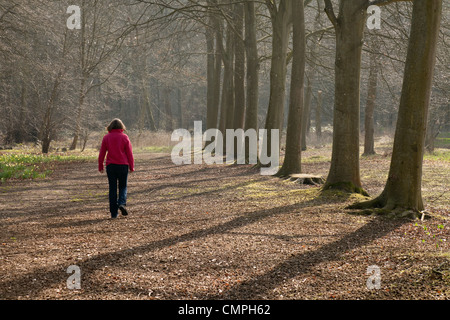 Donna sola a piedi nei boschi, vista posteriore, Thetford Forest NORFOLK REGNO UNITO Foto Stock