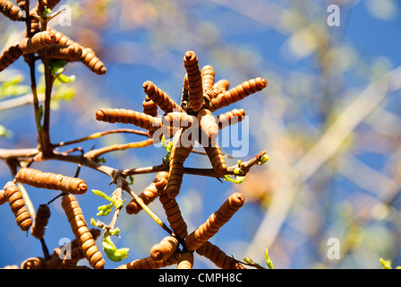 Capsule di seme da Screwbean mesquite tree Foto Stock