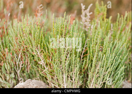 Salicornia europaea (comune salicornia) nel campo Foto Stock