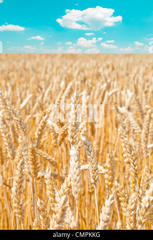 Campo di grano contro un cielo blu Foto Stock