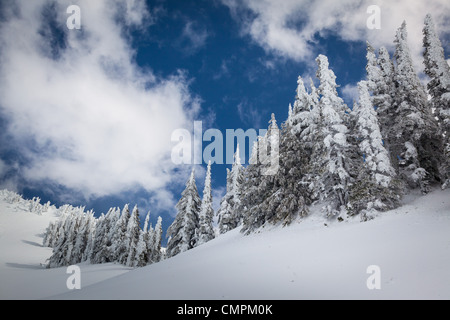 La neve e gli alberi su Mazama Ridge in Mount Rainier National Park in inverno Foto Stock