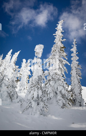 La neve e gli alberi su Mazama Ridge in Mount Rainier National Park in inverno Foto Stock