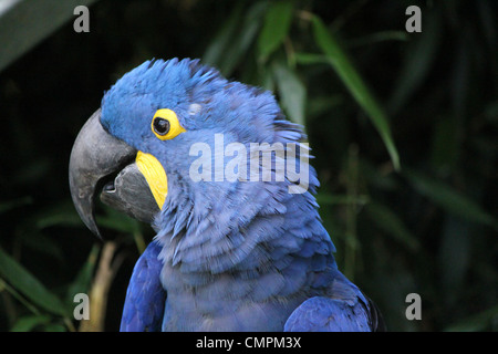 Il blu e il giallo hyacinthe macaw testa in uno sfondo tropicale Foto Stock