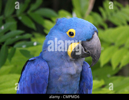 Il blu e il giallo hyacinthe macaw testa in uno sfondo tropicale Foto Stock