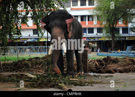 Un addomesticati elefante asiatico usato per le cerimonie del tempio in Guruvayoor kerala Foto Stock