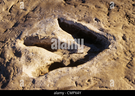Anni Novanta DINOSAUR VIA GLEN ROSE TX Foto Stock