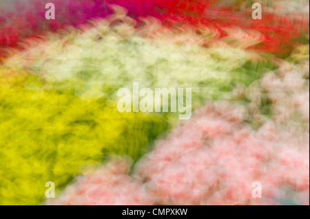 Abstract di fiori sul famoso olandese attrazione turistica - Keukenhof, Paesi Bassi Foto Stock