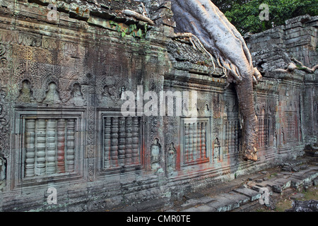 Albero che cresce tra i ruderi di Banteay Kdei nell'antico regno di Angkor, un sito patrimonio mondiale dell'UNESCO. Cambogia Foto Stock