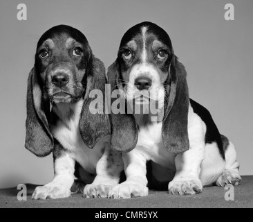 Anni sessanta COPPIA DI BASSET CUCCIOLI SEDUTI SPALLA A SPALLA guardando la fotocamera Foto Stock