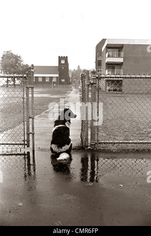 Anni Settanta BLACK WHITE Spotted Dog sitter IN ATTESA DI PIOGGIA dal cantiere scuola GATE PER IL SUO PROPRIETARIO Foto Stock