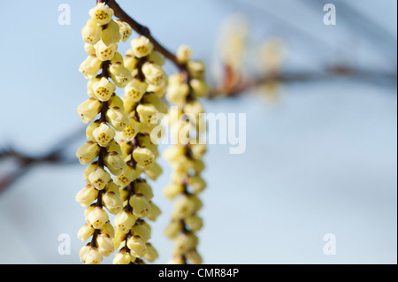 Stachyurus chinensis. Stachyurus cinese impianto in primavera. Regno Unito Foto Stock