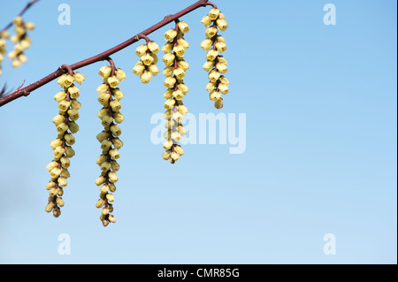 Stachyurus chinensis. Stachyurus cinese impianto in primavera. Regno Unito Foto Stock