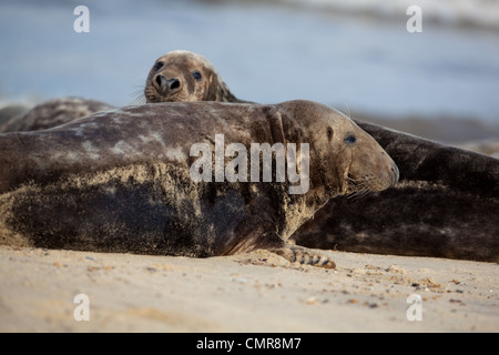 Atlantico o guarnizione grigio (Halichoerus grypus). Di colore scuro maschi. Horsey Beach, North Norfolk. Febbraio. Foto Stock