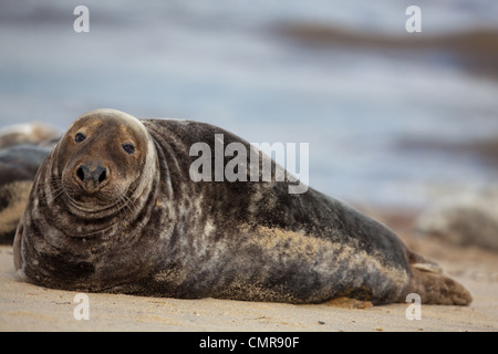 Atlantico o guarnizione grigio (Halichoerus grypus). Di colore scuro bull, o maschio. Horsey Beach, North Norfolk. Febbraio. Foto Stock
